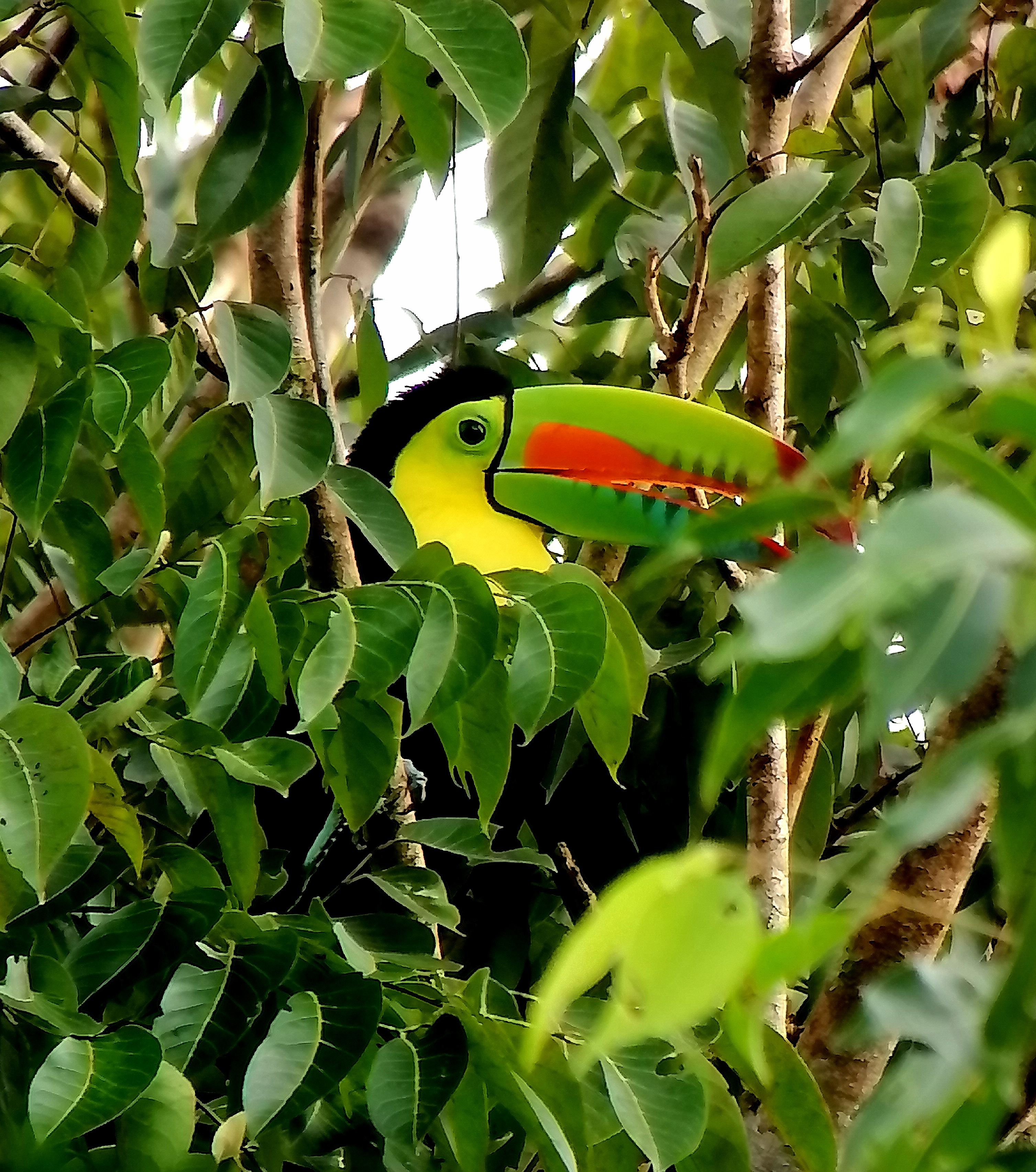 Metropolitan Natural Park - The Green Lungs of Panama City — photo 1 of 3