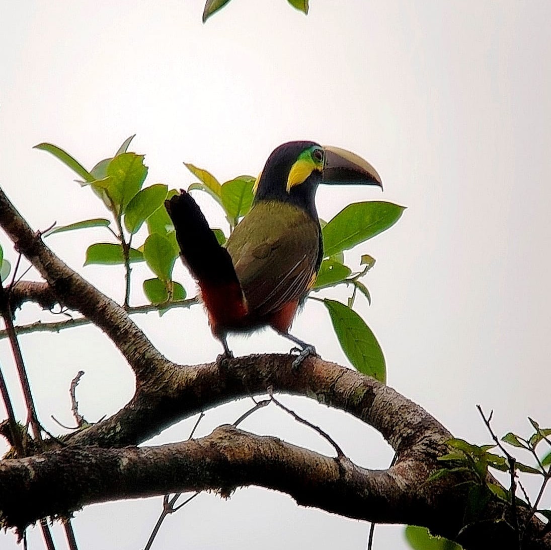 Altos de Campana National Park – Panama’s First Protected Area (Since 1966) — photo 1 of 3