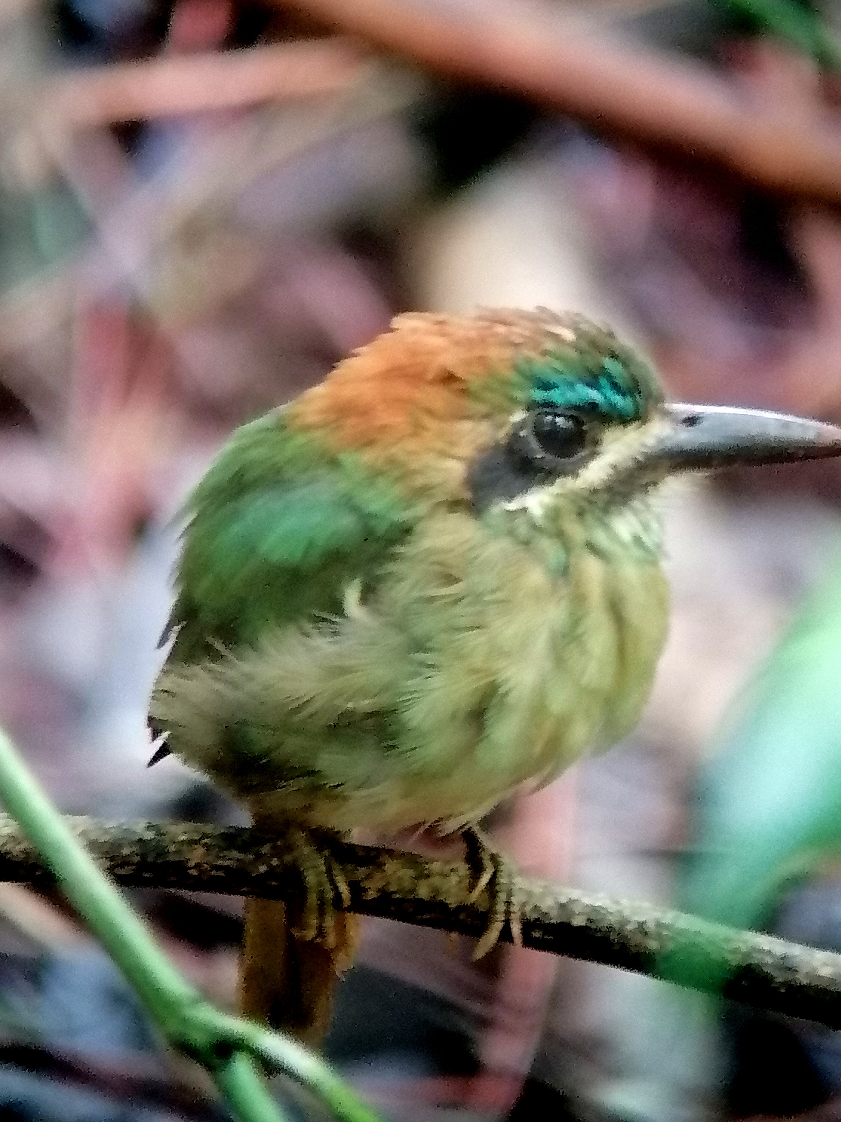 Anton Valley Birding Tour — photo 1 of 3
